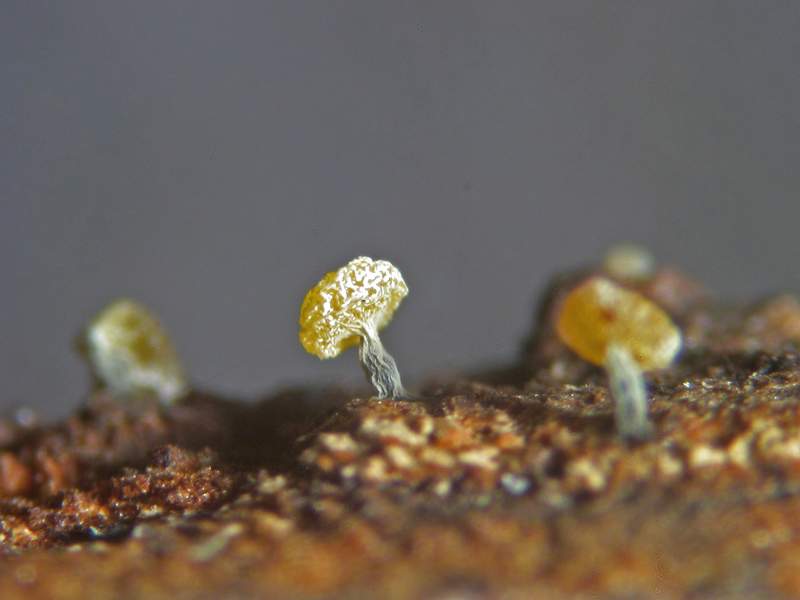 Physarum sp. ?